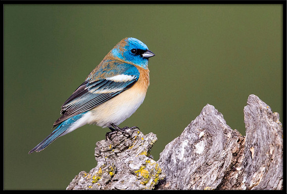 Lazuli Bunting