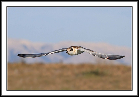 Tern (juvenile)