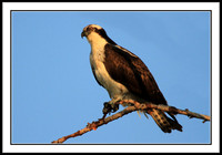 Osprey