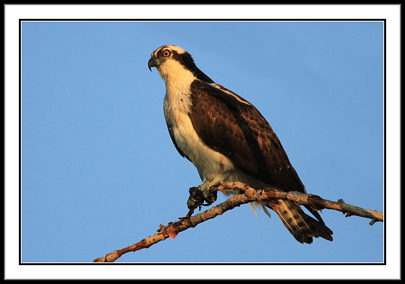 Osprey