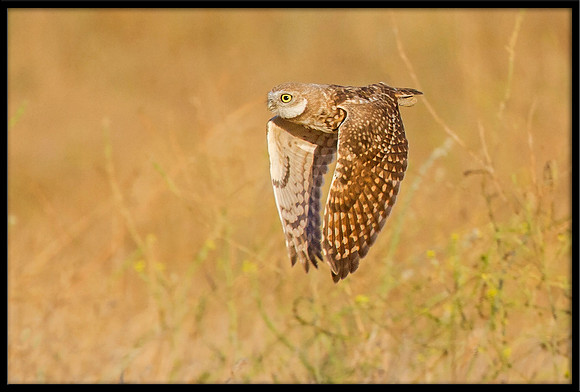 Burrowing Owl