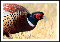 Ring-necked Pheasant