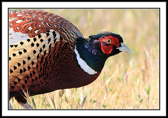 Ring-necked Pheasant