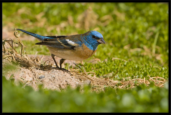 Lazuli Bunting