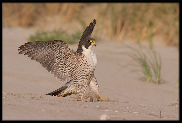 Peregrine Falcon