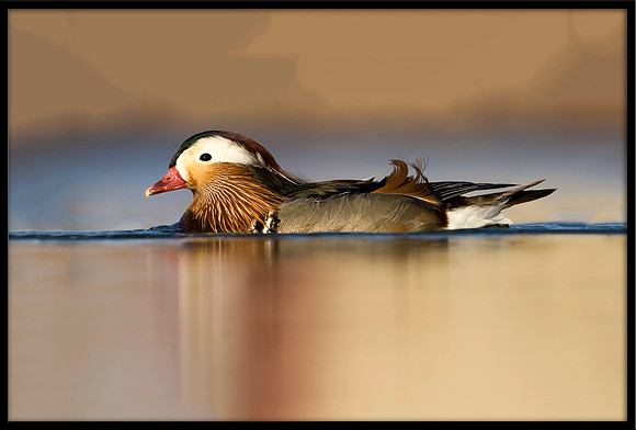 Mandarin Duck