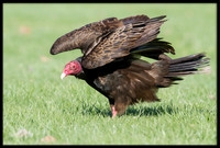 Turkey Vulture