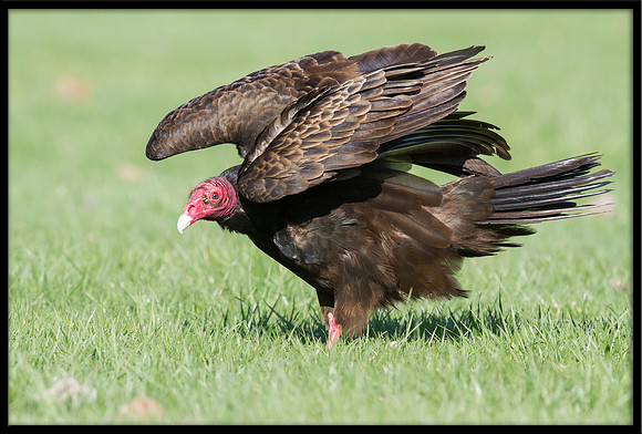 Turkey Vulture