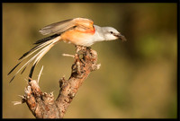 Scissor-tail Flycatcher