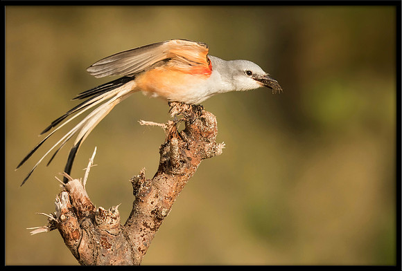 Scissor-tail Flycatcher