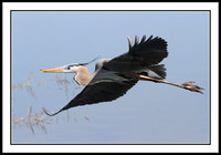 Great Blue Heron w/nesting material