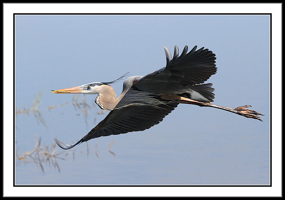 Great Blue Heron w/nesting material