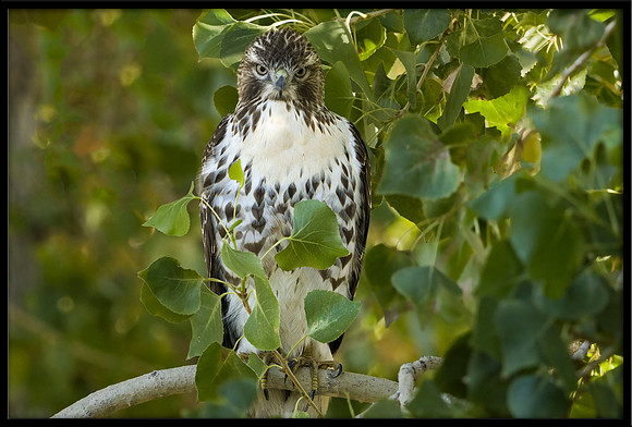 Red-tailed Hawk