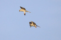 White-tailed Kites - food exchange (1 of 6)