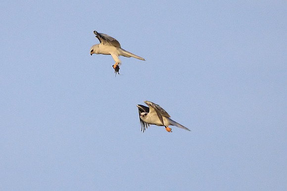 White-tailed Kites - food exchange (1 of 6)