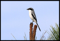Shrikes