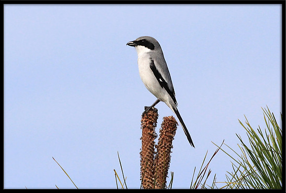 Loggerhead Shrike