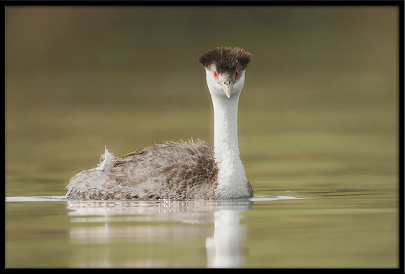 Western Grebe