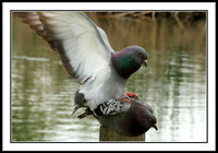 Pigeons Mating
