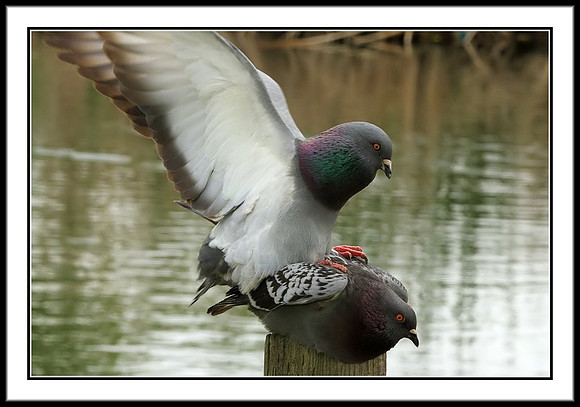 Pigeons Mating