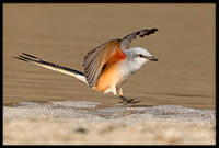 Scissor-tail Flycatcher