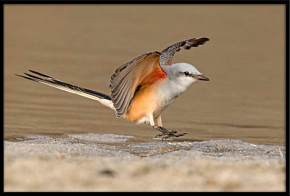 Scissor-tail Flycatcher