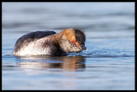 Horned Grebe