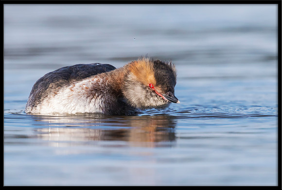 Horned Grebe
