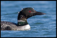 Common Loon