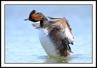 Eared Grebe