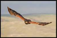 Harris's Hawk