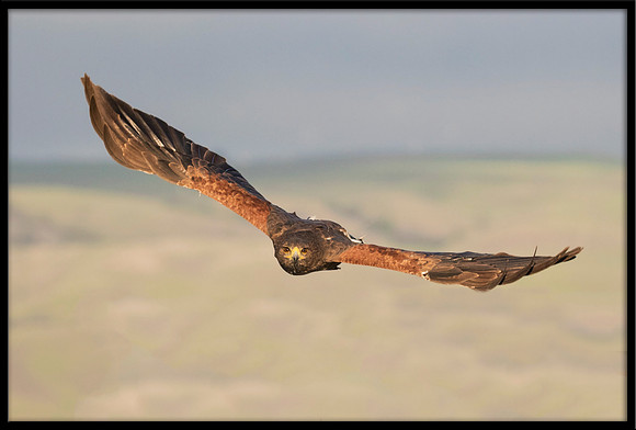 Harris's Hawk