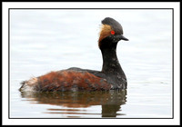 Eared Grebe