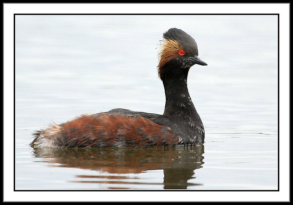 Eared Grebe