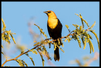 Yellow-headed Blackbird