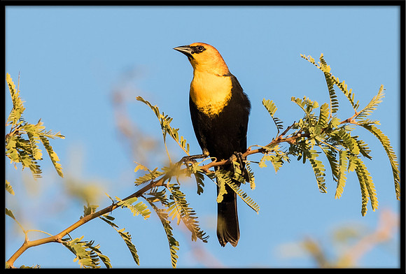 Yellow-headed Blackbird