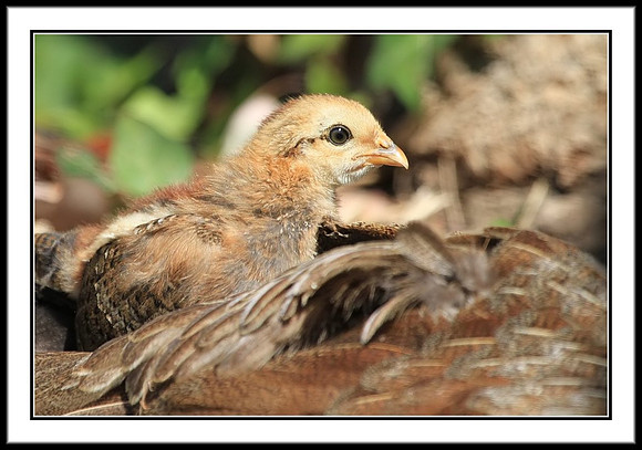 Chick