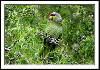 Lilac-crowned Amazon Parrot (wild in San Jose, CA)