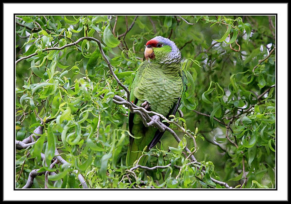 Lilac-crowned Amazon Parrot (wild in San Jose, CA)