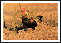 Red Junglefowl