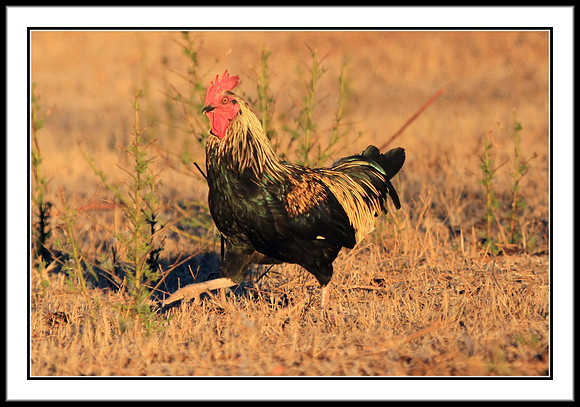 Red Junglefowl