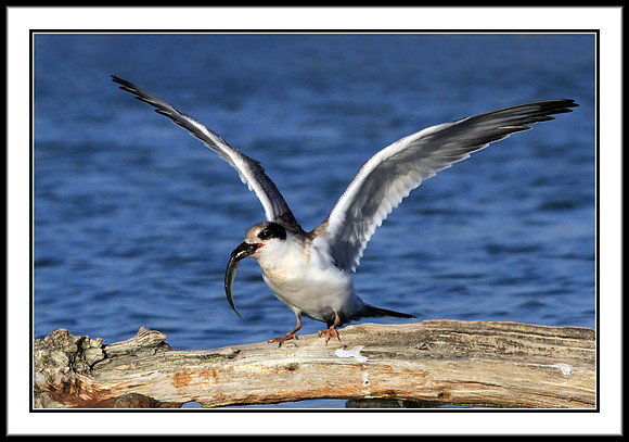Tern (juvenile) with sushi dinner