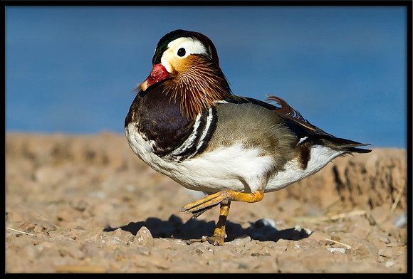 Mandarin Duck