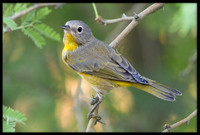 Nashville Warbler
