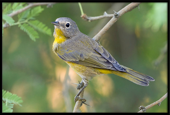 Nashville Warbler