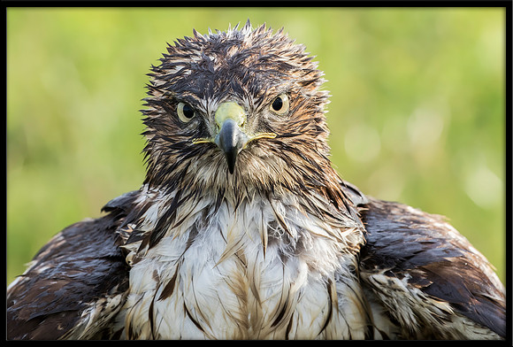 Red-tailed Hawk Bad Hair Day