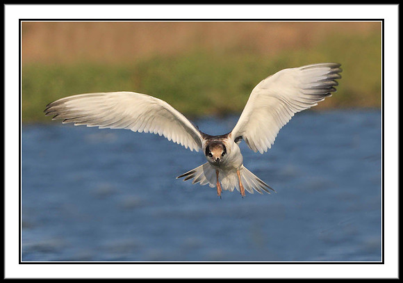 Tern (juvenile)