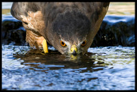 Cooper's Hawk