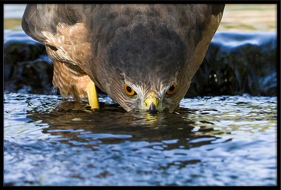 Cooper's Hawk