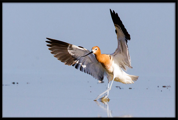 American Avocet